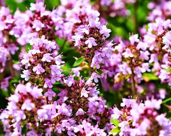 Sementes de Tomilho Rasteiro – Tomilho Selvagem (Thymus pulegioides) | Erva Rasteira | Perene Tolerante à Seca | Não OGM