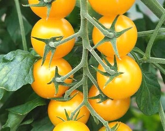 Sementes de tomate-cereja amarelo Millennium para plantio de uma variedade doce e tradicional de horta.