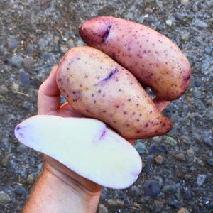 May include: Three oblong potatoes with purple skin and small purple spots are held in a hand. One potato is cut in half, revealing white flesh with purple streaks. The potatoes are a light brown color.