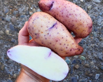 Sementes de batata Twanoh y Azul – Variedade rara e tradicional de batata azul andina