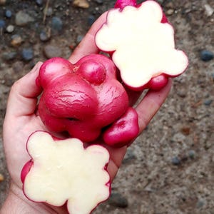 May include: A hand holds several red oca tubers, one cut open to reveal a creamy white interior. The oca has a bumpy, irregular shape and a vibrant red skin. The cut oca shows a star-like pattern.