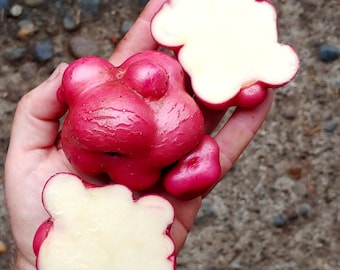 Sementes de batata Llumchuy Waqachi – Variedade rara e tradicional dos Andes peruanos