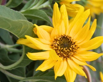 Sementes de Girassol Maximilian Prairie (Helianthus maximiliani) Flor Silvestre Perene Alta