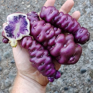May include: A handful of vibrant purple Oca tubers, with a cut one revealing a striking purple and white interior. The tubers have a unique, textured appearance, showcasing their irregular shapes and deep color. The background is a mix of pebbles and earth.