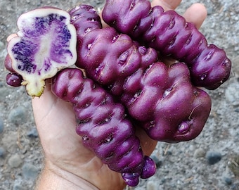 Sementes de batata Cuchipa Ismayni – Variedade rara e tradicional dos Andes peruanos