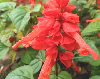 Sementes de Sálvia Escarlate | Salvia splendens, planta de jardim com flores vermelhas, ideal para canteiros e bordaduras, atrai polinizadores.