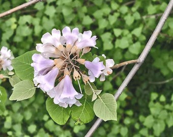 Sementes de Paulownia Fortunei: Árvore-imperatriz de crescimento rápido, flor ornamental para jardins sombreados.