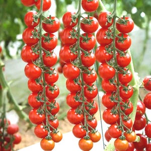 Peut inclure: Gros plan sur des grappes de tomates cerises rouges mûres. Les tomates sont rondes et d'un rouge vif, avec des tiges vertes. L'image met en valeur la fraîcheur et l'aspect naturel des tomates, soulignant leur forme.