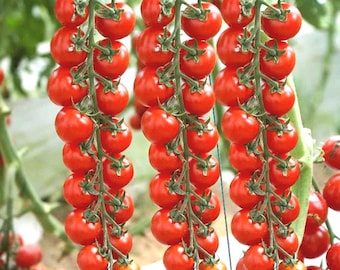 Sementes de tomate-cereja Waterfall Red Cluster, variedade doce e resistente a rachaduras.
