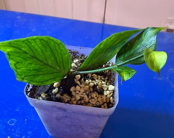 Hoya Polyneura (Fishtail Hoya) – Established Plant