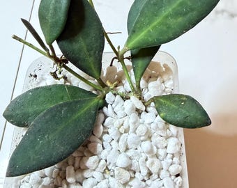 Hoya Tsangii – 3” Pot