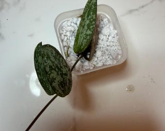 Hoya Sigillatis ‘Borneo’ (Silver Speckled)