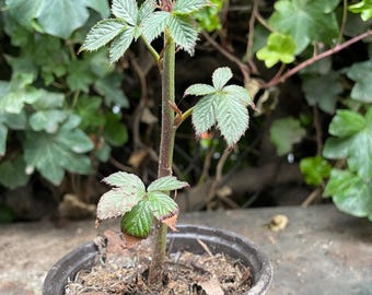 May include: A small potted plant with green leaves and a brown stem. The plant is in a brown plastic pot filled with soil. The background features green foliage.