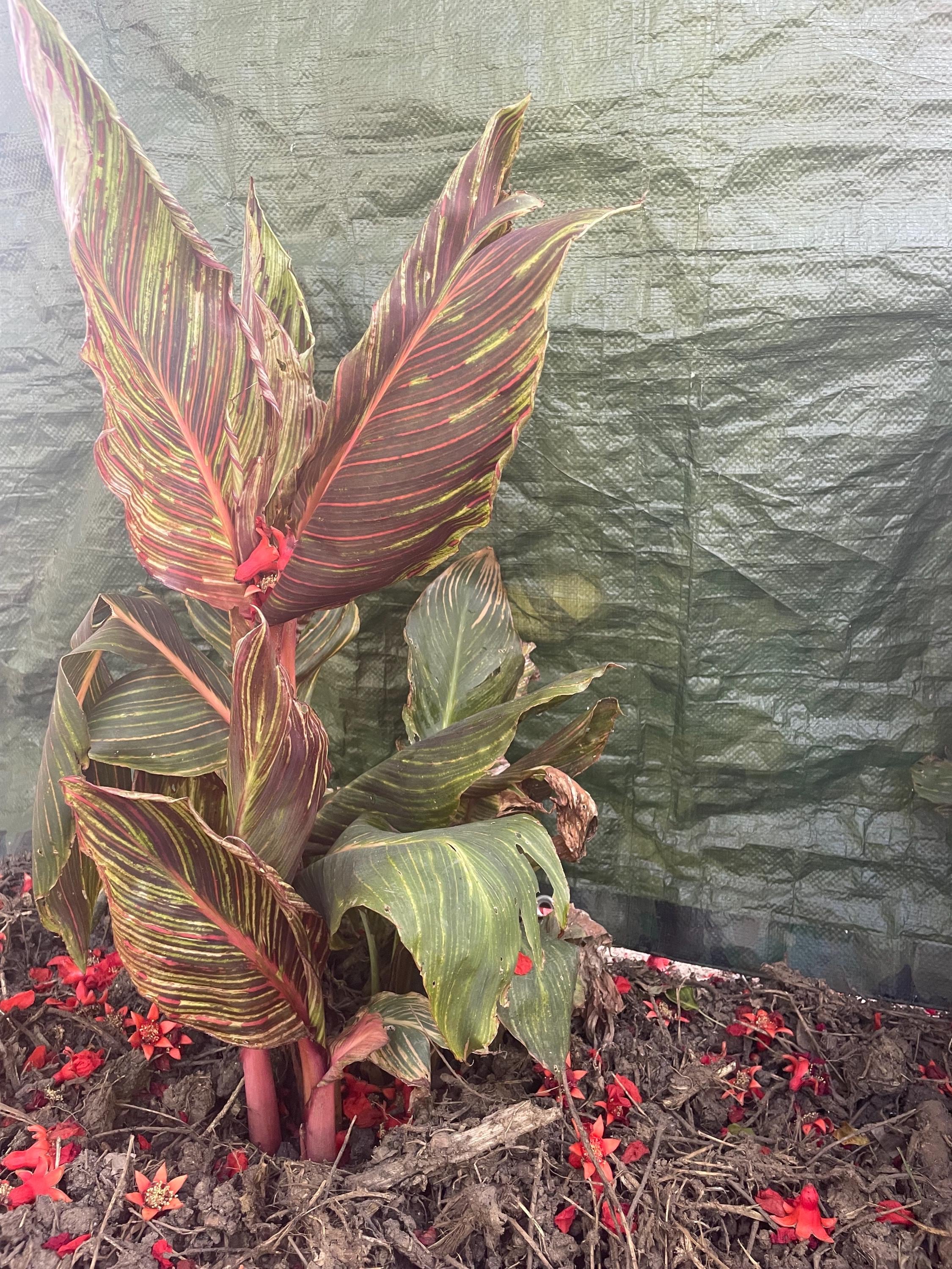 Canna bulbs - Etsy 日本