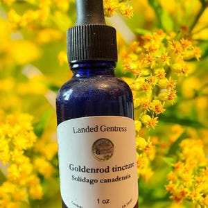 Goldenrod tincture