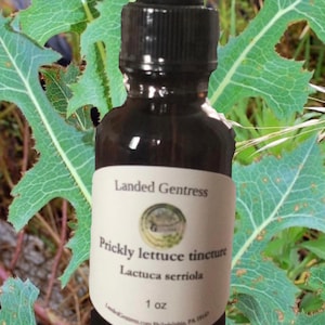 Prickly lettuce tincture