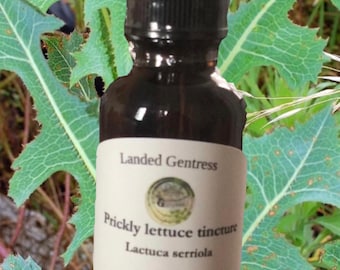 Prickly lettuce tincture