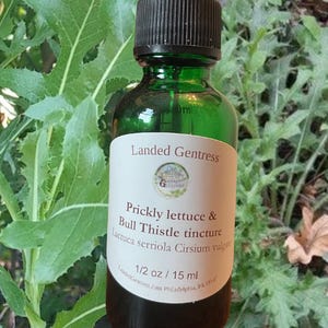 Prickly lettuce, and Bull thistle tincture/Lactuca, seriola and Cirsium vulgare
