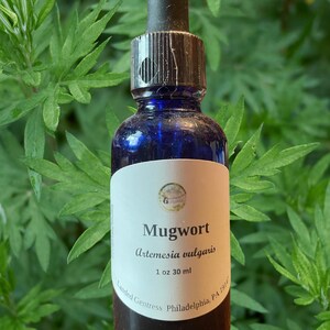 Mugwort