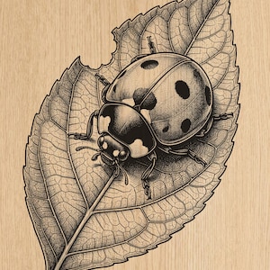 May include: A black and white stippled illustration of a ladybug resting on a leaf with visible veins and a small notch on the edge. The artwork features detailed shading and texture, showcasing the insect's spotted shell and legs on the foliage.