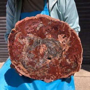 May include: A large, circular slice of petrified wood featuring a vibrant, polished surface with deep red, rust, and dark brown tones. The cross-section displays intricate, fossilized tree ring patterns and mineralized textures throughout.