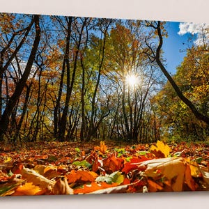 Könnte beinhalten: Leinwanddruck einer lebendigen Herbstwaldszene. Das Bild zeigt eine niedrige Perspektive eines Waldbodens, der mit gefallenem Laub bedeckt ist, mit Bäumen, die sich in Richtung eines hellblauen Himmels erheben. Die Sonne scheint durch die Bäume.