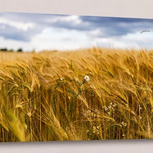 Könnte beinhalten: Leinwanddruck eines Weizenfeldes unter bewölktem Himmel. Das Getreide ist goldfarben und wiegt sich im Wind, mit ein paar Wildblumen im Vordergrund. Der Himmel ist eine Mischung aus Blau und Grau.