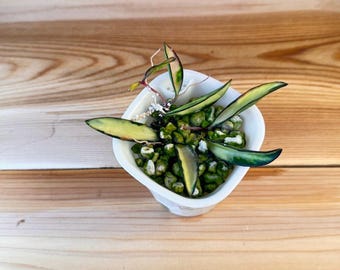 Hoya wayetii tricolor (variegated wax vine) - rooted in pumice stone
