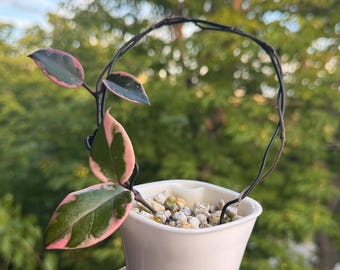 Hoya Mathilde 'grey Fairy', Rare Unicorn Hoya, Indoor Plant