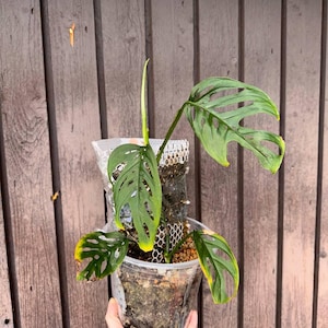 Variegated Monstera Esqueleto - Etsy