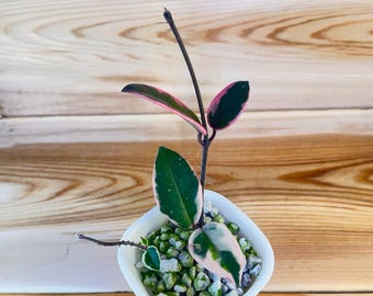Hoya Flamingo Dream (Purple Pride)
