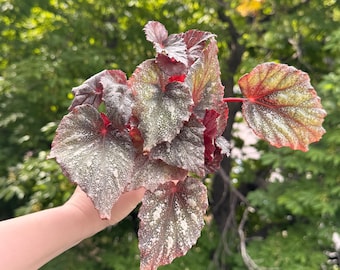 One free Cutting  per ITEM purchased