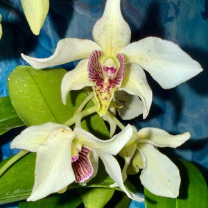 May include: Close-up of a cluster of white orchids with a purple and yellow patterned center. The petals are delicate and slightly ruffled, with green leaves in the background. The flowers are in full bloom, showcasing their intricate details.