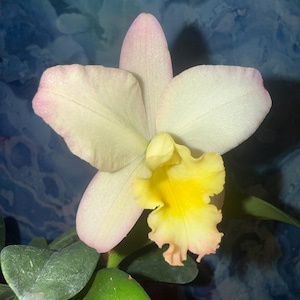 May include: A close-up of a Cattleya orchid flower. The petals are a soft white with pink edges, surrounding a vibrant yellow and peach-colored center. The flower is set against a blue background, with green leaves visible at the base.