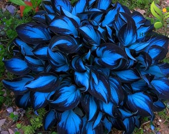 Hosta Flower Seeds – zwarte en blauwe bloemen | Vaste planten met schaduw zonder genetisch gemodificeerde organismen