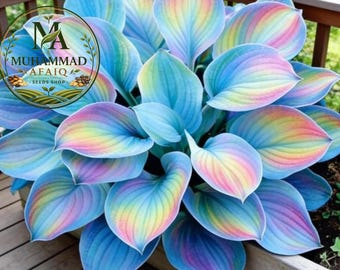 Hosta Bulb for Natural Décor – Broad Leaf Perennial Shade Garden Plant