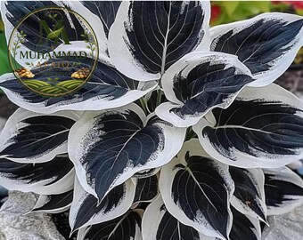 Mixed Hosta Seeds for Planting – Low Maintenance Perennial Shade Garden Plants