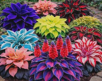 Kleurrijke Hosta Seed Mix – Levendige bonte bladeren voor schaduwtuinieren