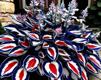 Giant Hosta Seeds – Blauwrode vaste schaduwtuinplanten (200+ stuks)