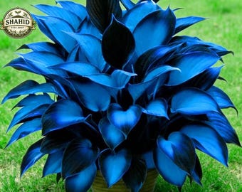 Zeldzame Hosta Seeds Heirloom Meerjarige Schaduw Tuinpad Loofplanten Zaadcollectiepakket