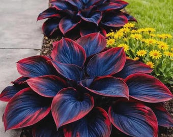 Hosta Seeds Midnight Blue Heart – Zeldzame meerjarige schaduwplant voor siertuinblad
