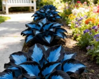 200+ Rare Midnight Blue Heart Hosta Seeds – schaduwminnende meerjarige siertuinplanten met hartvormige bladeren