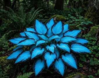 Hosta Flower Seeds (300+ stuks) – Meerjarige schaduwtuin sierplanten voor buiten