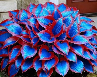 200 Blue Hosta Seeds – Meerjarige bladplanten in de schaduw voor het planten van buiten in de tuin