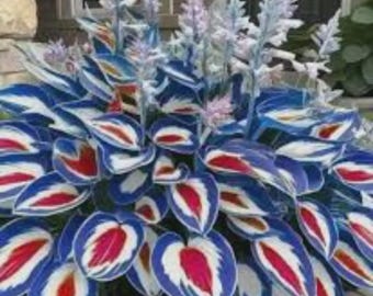 Blauw wit rood Hosta Seeds 300+ gemengde vaste schaduwplant