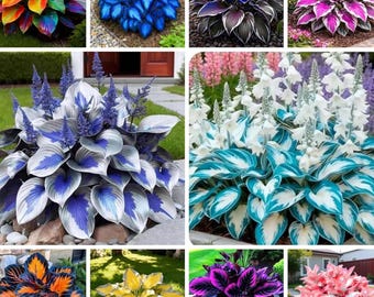 365+ Blue Hosta Seeds – Meerjarige hartvormige schaduwtuinplanten met rijk blad