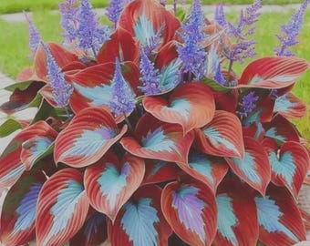 200+ zeldzame blauwe en rode hostazaden – erfstuk non-ggo vaste plant schaduwminnende bladplanten