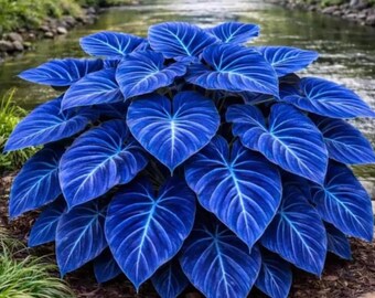 Rare Hosta Seeds – Meerjarige schaduwplanten voor paden, borders en tuinlandschap