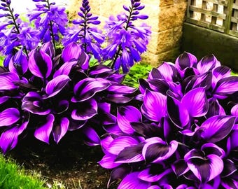 200+ paarse en zwarte hostazaden – vaste planten in de tuin met zeldzame schaduw als sierblad