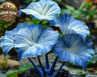 Hosta Seeds – Meerjarige schaduwplantenzaden voor bonsai, huistuin en sierteelt
